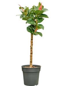 Ficus elastica 'Cloe'