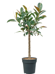 Ficus elastica 'Melany'