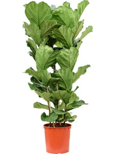 Ficus lyrata