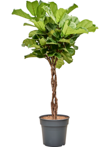 Ficus lyrata