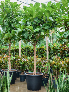 Ficus lyrata