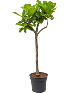 Ficus lyrata