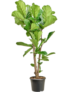 Ficus lyrata