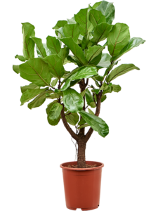 Ficus lyrata