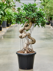 Ficus microcarpa 'Compacta'