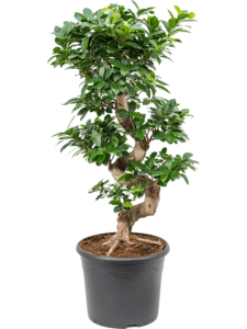 Ficus microcarpa 'Compacta'