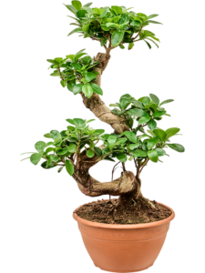 Ficus microcarpa 'Compacta'