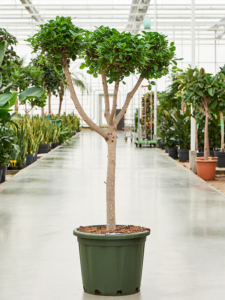 Ficus microcarpa 'Moclame'