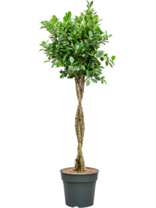 Ficus microcarpa ‘Nitida’