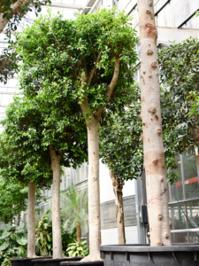 Ficus microcarpa 'Nitida'