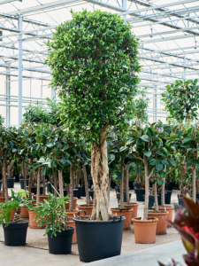 Ficus microcarpa ‘Nitida’