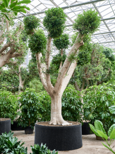 Ficus microcarpa 'Nitida'