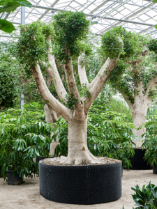 Ficus microcarpa 'Nitida'