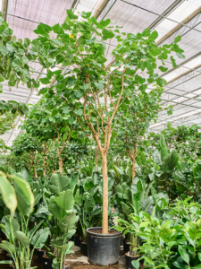 Ficus religiosa (400-500)