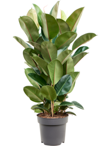 Ficus elastica 'Robusta'