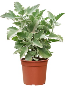 Kalanchoe beharensis 'Oak Leaf'