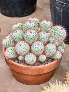 Mammillaria bombycina