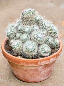 Mammillaria geminispina