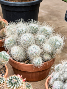 Mammillaria geminispina