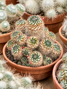 Mammillaria nejapensis