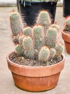 Mammillaria pringlei