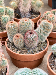 Mammillaria spinosissima