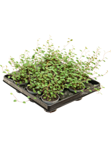 Muehlenbeckia 'Complexa Mao'ri' 12/tray