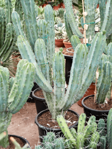 Myrtillocactus geometrizans