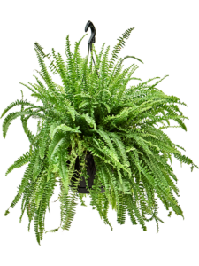 Nephrolepis green lady