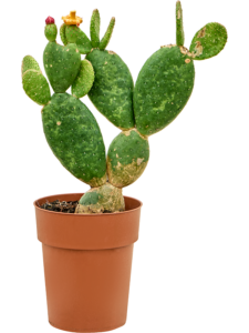 Opuntia inamoena