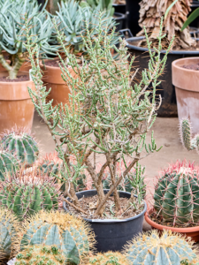 Cylindropuntia leptocaulis