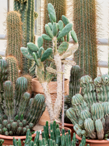 Cylindropuntia leptocaulis