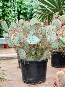 Opuntia macrocentra