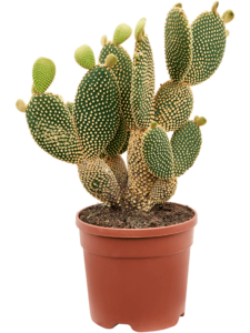 Opuntia microdasys