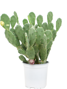 Opuntia vulgaris