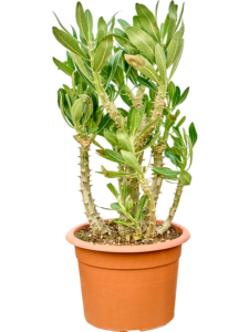 Pachypodium densiflorum