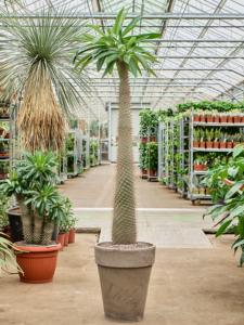 Pachypodium lamerei (120-150)