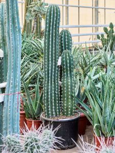 Pachycereus 'Pecten Aboriginum' (190-230)