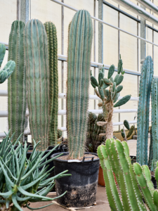 Pachycereus pringlei (200-220)