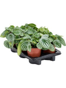 Peperomia argyreia 3/tray