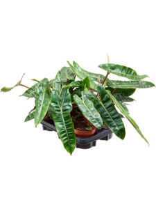 Philodendron 'Billietiae' 6/tray