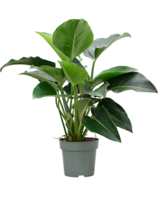 Philodendron 'Green Beauty'