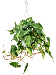 Philodendron scandens 'Brasil'