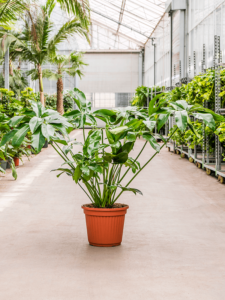 Philodendron 'Green Wonder'