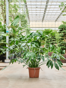 Philodendron 'Green Wonder'