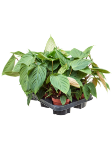 Philodendron nangaritense 6/tray