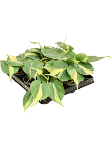 Philodendron scandens 'Brasil' 12/tray