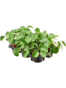 Pilea peperomioides 6/tray