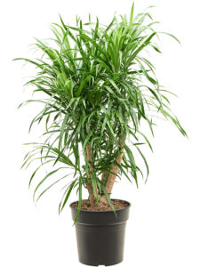 Pleomele (Dracaena) 'Anita Variegata'