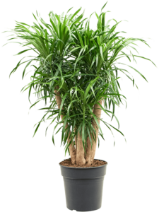 Pleomele (Dracaena) 'Anita'